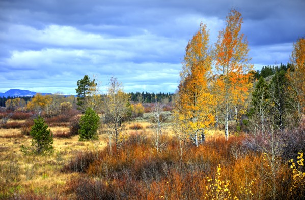 Willow Flats   Jackson Hole by Dennis Blum